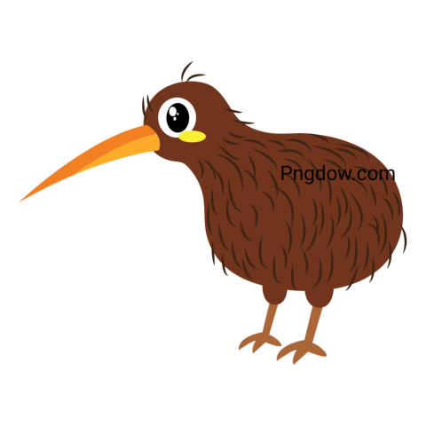 Kiwi bird Png transparent Background image free, (26)