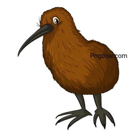 Kiwi bird Png transparent Background image free, (35)