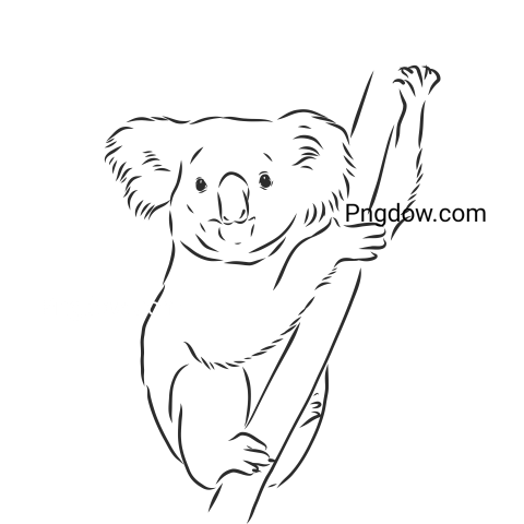 Download Free Transparent Koala PNG Image with a Background Removal, (64)