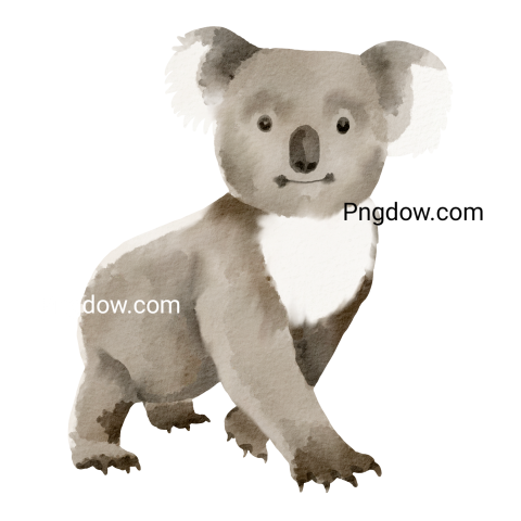 Download Free Transparent Koala PNG Image with a Background Removal, (60)