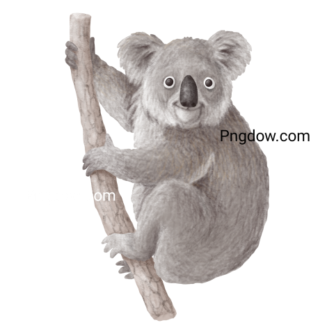 Download Free Transparent Koala PNG Image with a Background Removal, (55)