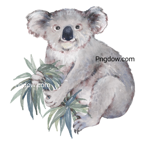 Download Free Transparent Koala PNG Image with a Background Removal, (75)