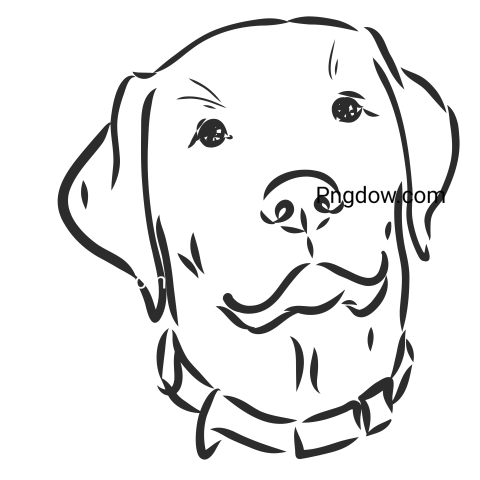 Labrador Breed Dog Vector Sketch, png
