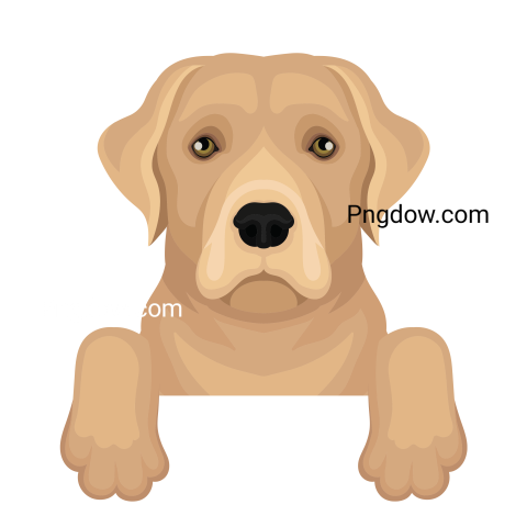 Labrador Retriever, transparent Background, free vector, (20)