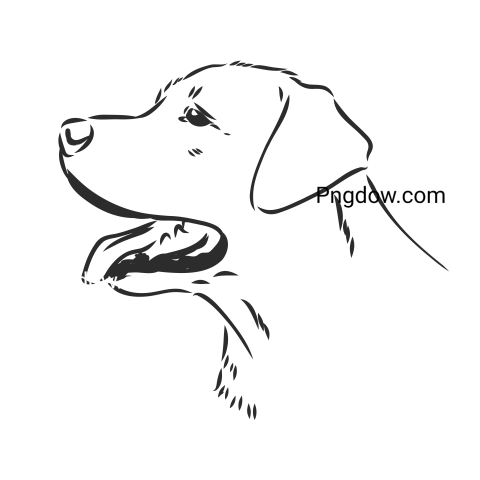 Labrador Retriever, transparent Background, free vector, (31)