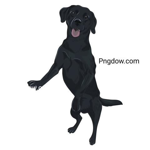 Labrador Retriever, transparent Background, free vector, (35)