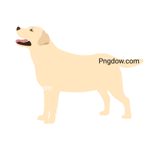 Labrador Retriever, transparent Background, free vector, (5)