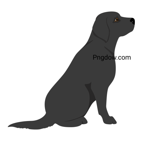 Labrador Retriever, transparent Background, free vector, (12)