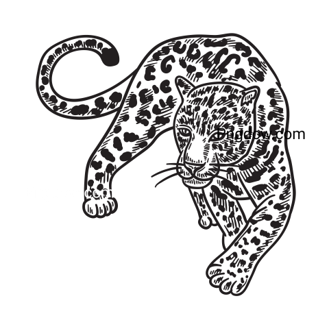 Leopard Hand Drawn, transparent Background, free vector