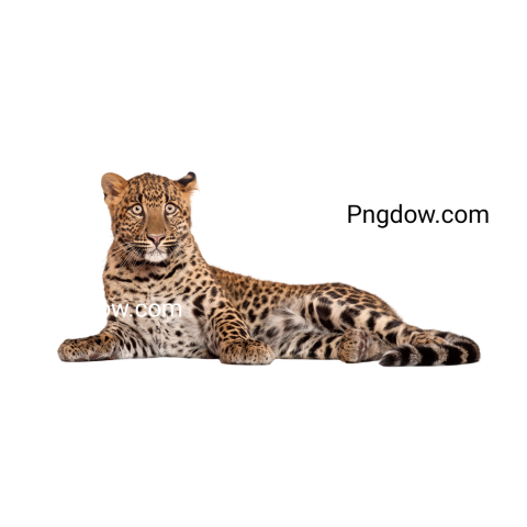 Leopard, Panthera Pardus, 6 Months Old, Lying in Front of White