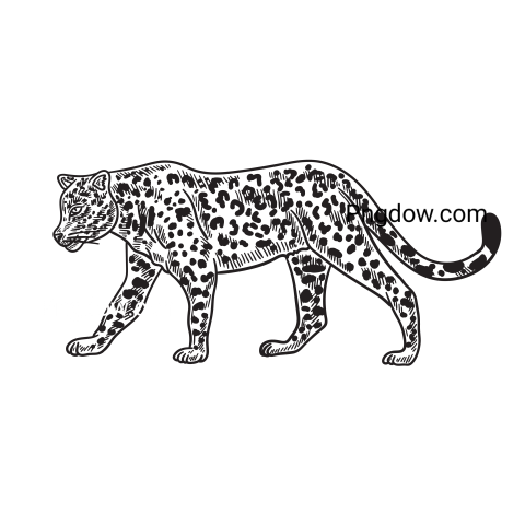 Leopard Hand Drawn, transparent Background,free vector