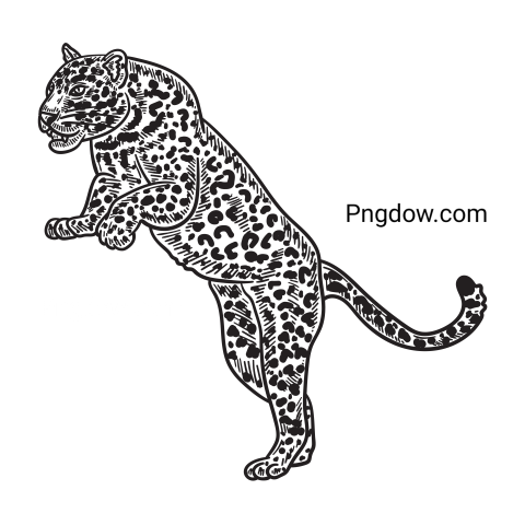Leopard Hand Drawn, transparent Background image, free vector