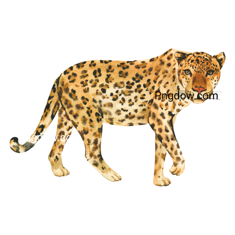 Leopard Png transparent Background for free, (7)