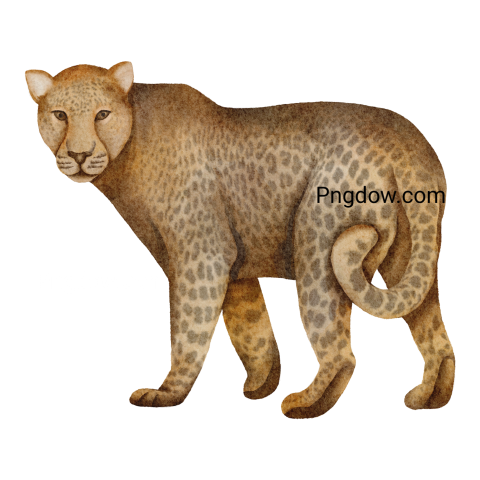 Watercolor leopard, transparent Background, free vector