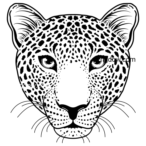 Leopard Face Illustration, transparent Background image free