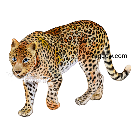 Wild Leopard Illustration, transparent Background image free