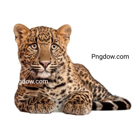 Leopard, Panthera Pardus, 6 Months Old, Lying in Front of White, free