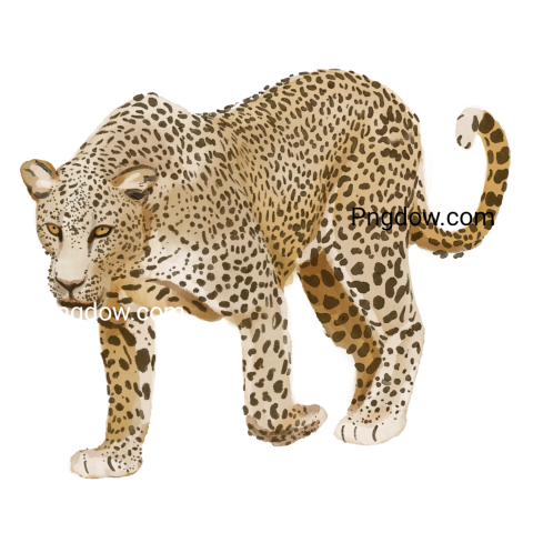Leopard prowl, transparent Background image free
