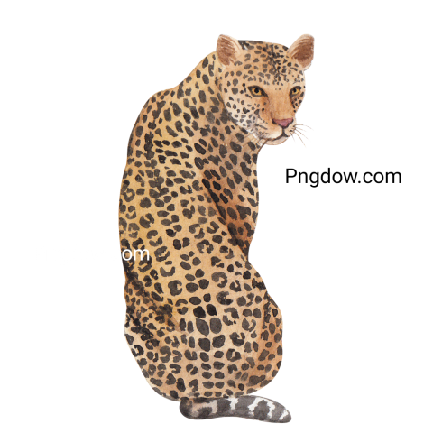 Wild Leopard Watercolor, transparent Background for free