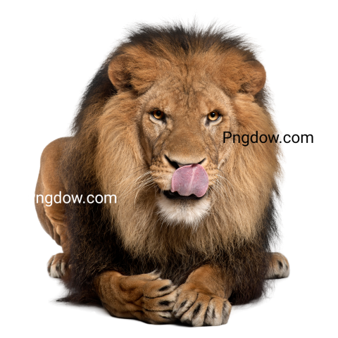 Panthera Leo, transparent Background