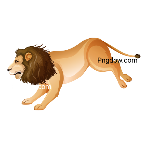 Wild lion jumping on white background