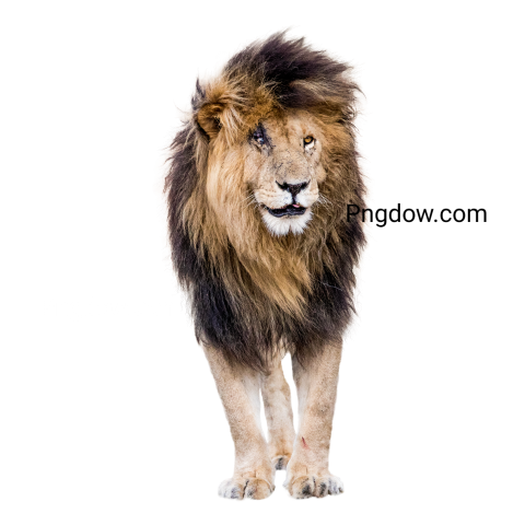 African Male Lion with Scars, transparent Background