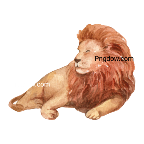 Animal Lion Watercolor, transparent Background free