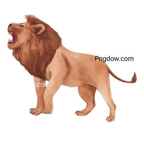 Wild Lion Watercolor, transparent Background free