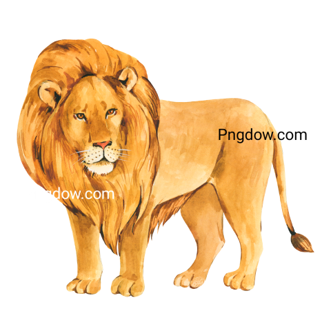 Watercolor lion, transparent Background for free