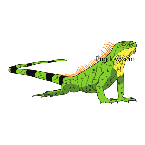 Iguana Lined Animal, transparent Background for free