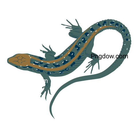 Lizard, Png image for free