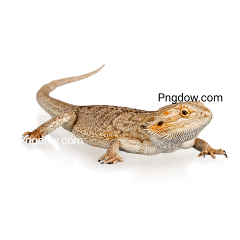 Brown Lizard Crawling, transparent Background for free