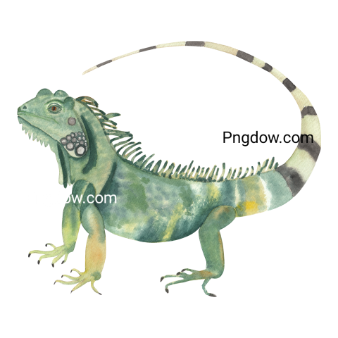 Watercolor animal illustration  Green Iguana