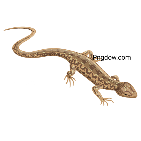 Motley Lizard Illustration, transparent Background