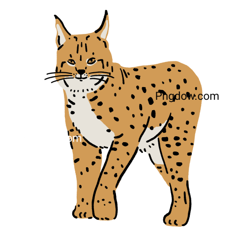Lynx Png transparent Background, free illustration, (39)