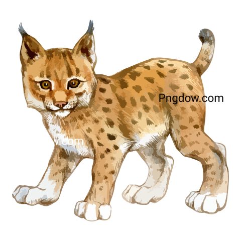Lynx Png transparent Background, free illustration, (56)