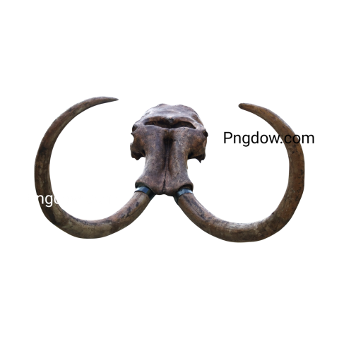 Mammoth skull, Png image for free