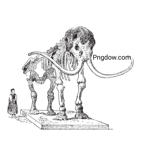 Mammoth Png transparent Background, free illustration, (38)