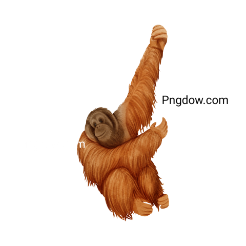 Orangutan wildlife animal watercolor illustration, transparent Background for free