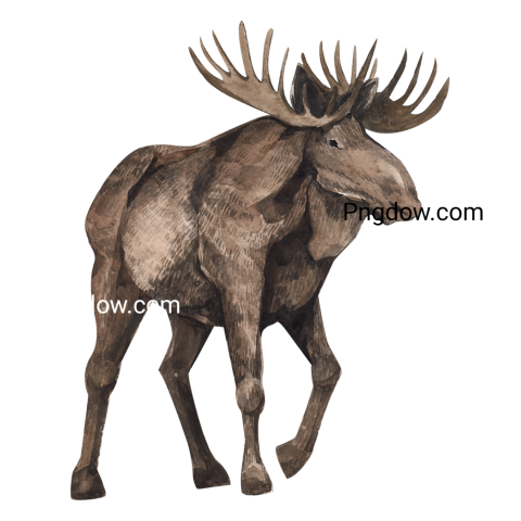 Moose, elk Png, transparent Background, free illustration, (25)