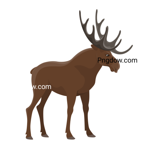 Moose, elk Png, transparent Background, free illustration, (10)