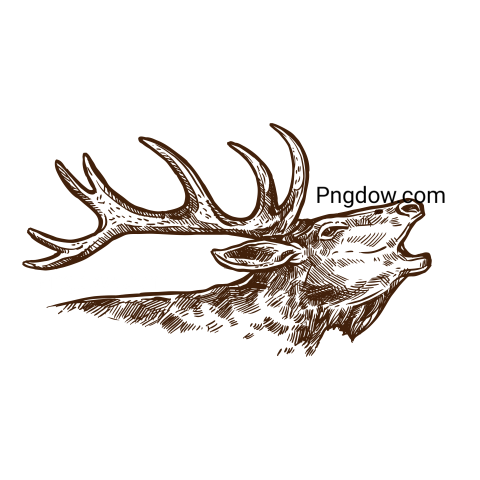 Moose, elk Png, transparent Background, free illustration, (11)