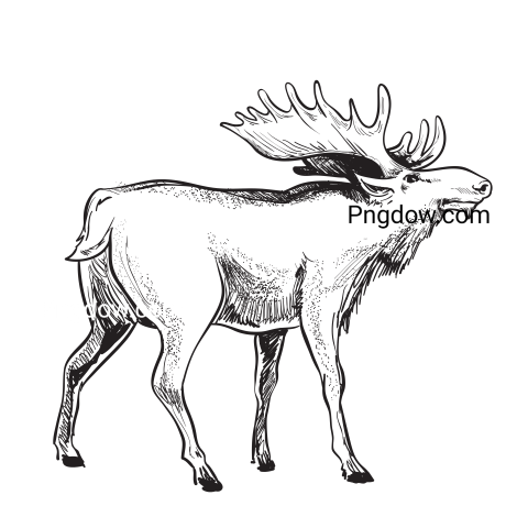 Moose, elk Png, transparent Background, free illustration, (9)