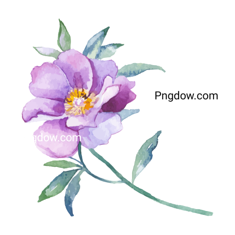 Watercolor Flower Illustration, transparent background for Free