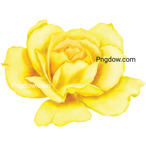 Flower Watercolor, transparent background for Free