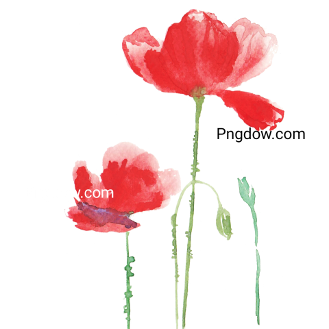 Red Watercolor Flowers, transparent background