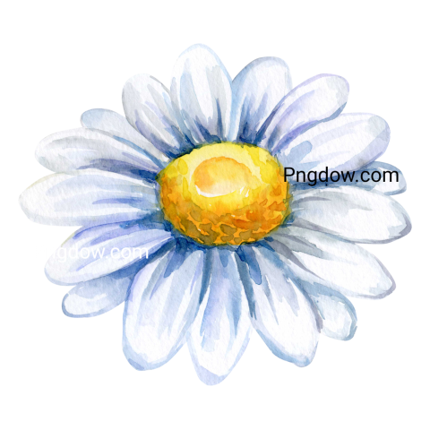 Watercolor Flower Plant Illustration, transparent background