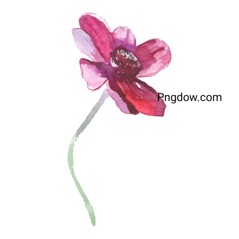 Watercolor Flower Illustration, png image for Free