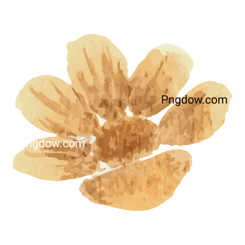 Single Watercolor Flower Isolated, transparent background
