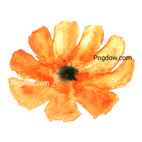 Watercolor Orange Flower, transparent background